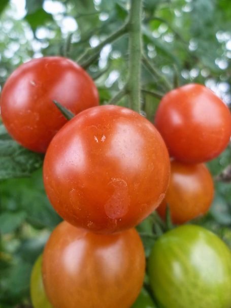 Cocktailtomate Primabella