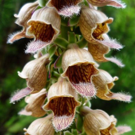 Digitalis ferruginea Rostroter Fingerhut
