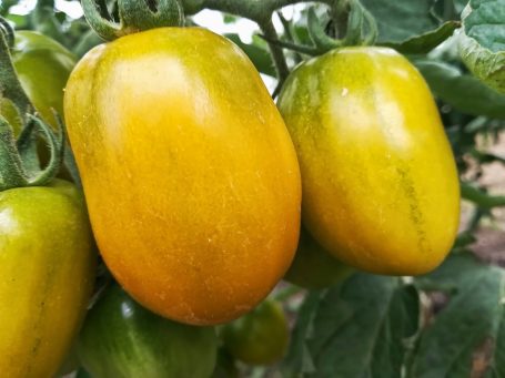 Cocktailtomate Green Plum