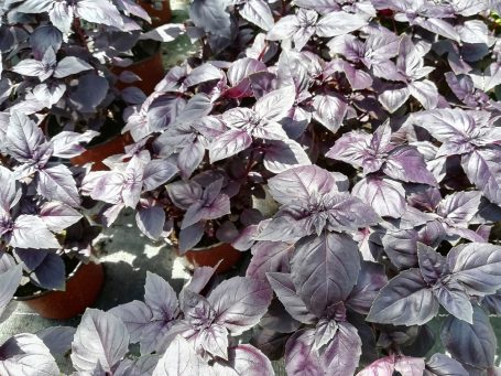 Ocimum basilicum 'Dark Opal' Rotblättriger Basilikum