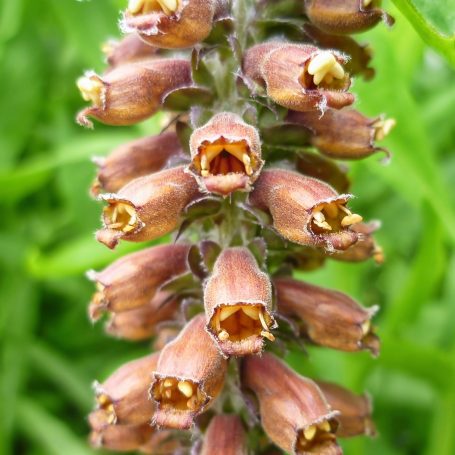 Digitalis parviflora Kleinblütiger Fingerhut