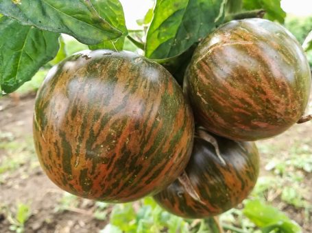 Fleischtomate Berkerley Tie dye