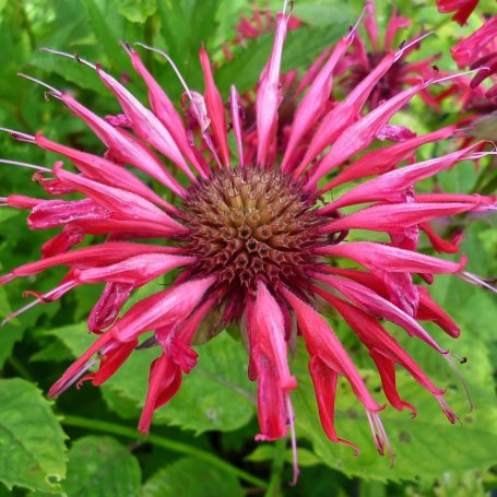 Monarda didyma 'Squaw' Indianernessel