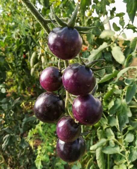 Salattomate Osu Blue