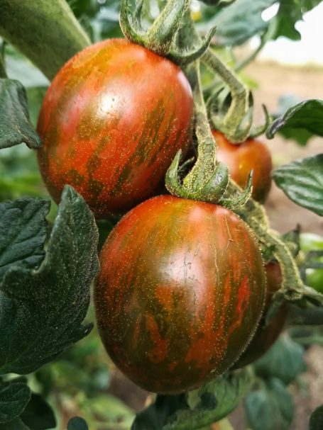 Cocktailtomate Zebra Cherry