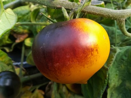 Salattomate Schwarzgelbe Spitze