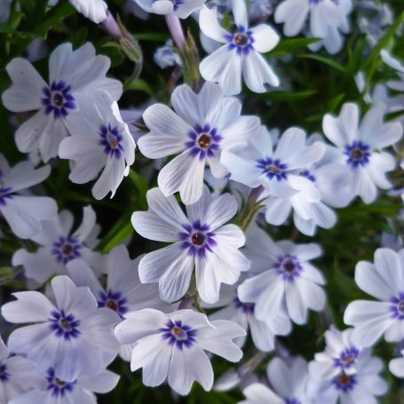 Phlox subulata 'Bavaria' Polsterphlox