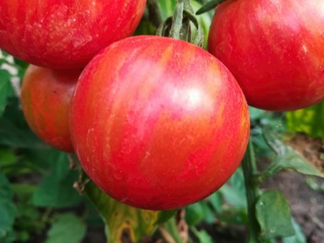 Salattomate Tigerella