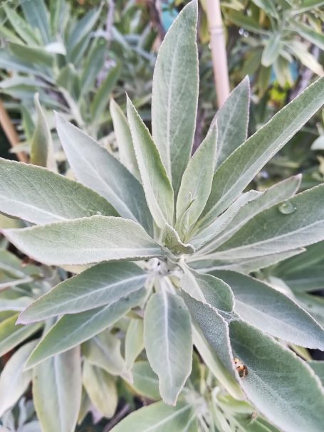 Salvia apiana Weißer Salbei