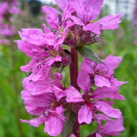 Lythrum salicaria Blutweiderich