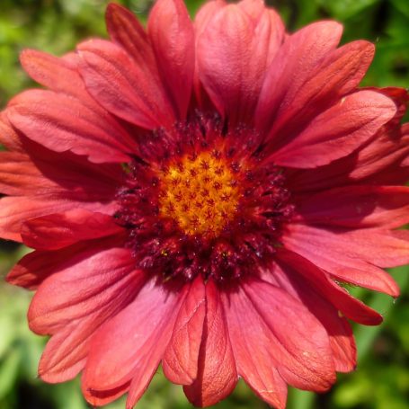 Gaillardia aristata 'Tokajer' Kokardenblume