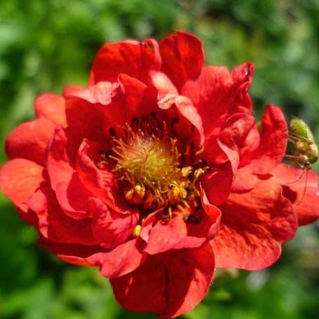 Geum x cultorum 'Red Wings' Nelkenwurz