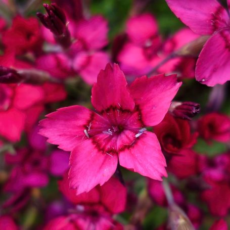 Dianthus deltoides Leuchtfunk Heidenelke