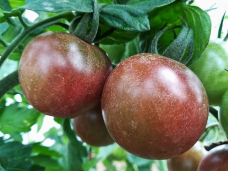 Cocktailtomate Black Cherry