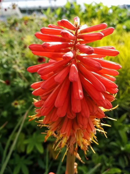 Kniphofia hyb Feuerhexe Facellilie