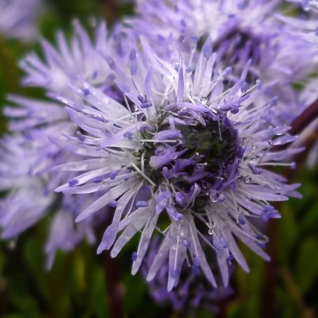Globularia cordifolia Kugelblume