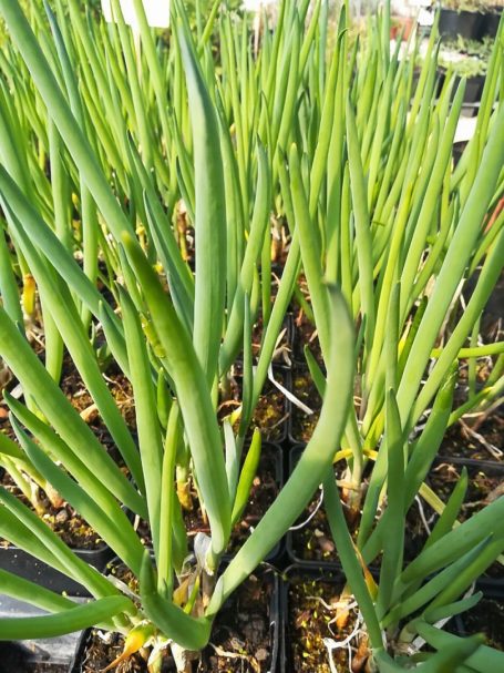 Allium fistulosum Winterheckezwiebel