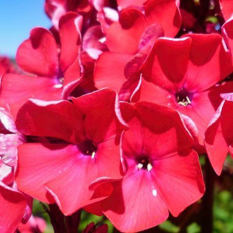 Phlox panuculata 'Glut' Gartenphlox