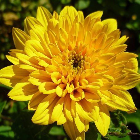Helianthus decapetalus 'Soleil d'Or' Stauden-Sonnenblume