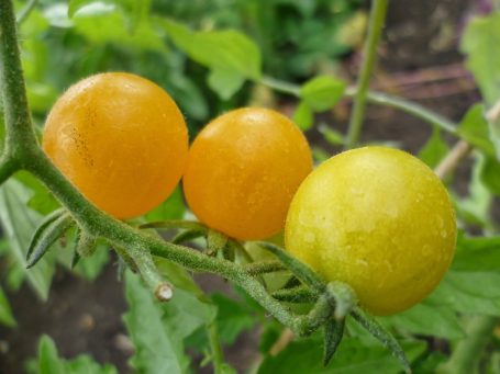 Wildtomate Gelbe Johannisbeere