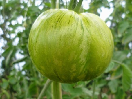 Salattomate Green Zebra