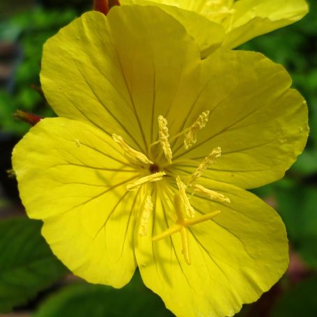 Oenothera tetragona Sonnenwende Nachtkerze