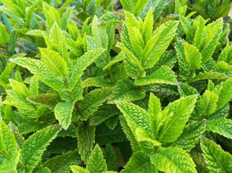 Mentha spicata var crispa 'Marokko' Marokkominze