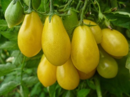 Cocktailtomate Gelbe Dattelweintomate