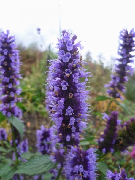 Agastache rugosa 'Blue Fortune' Blaunessel