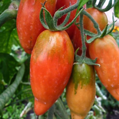 Flaschentomate Tegucigalpa