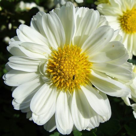 Chrysantheme indicum 'Poesie' Herbst-Chrysantheme