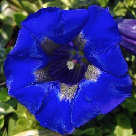 Gentiana acaulis Stengelloser Enzian