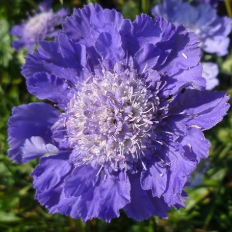 Scabiosa caucasica 'Stäfa' Kaukasus-Witwenblume