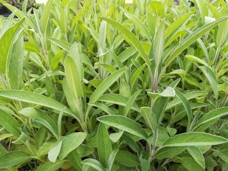 Salvia officinalis Gewürz-Salbei