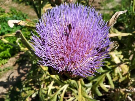 Cynara cardunculus Artischocke