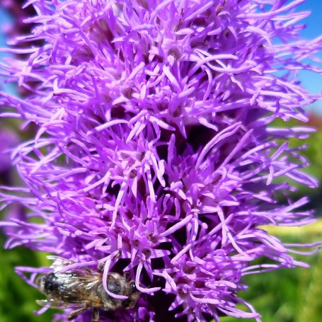Liatris spicata 'Kobold Strain' Prachtscharte