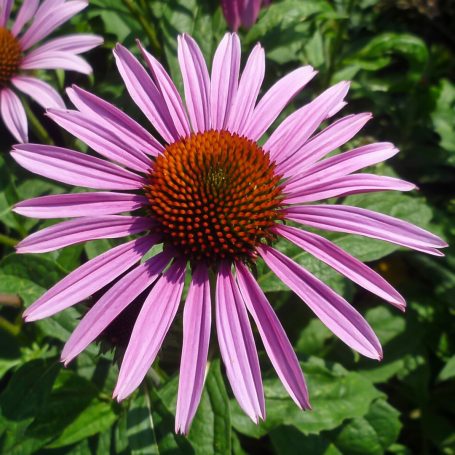 Echinacea purpurea 'Sonnenhut'