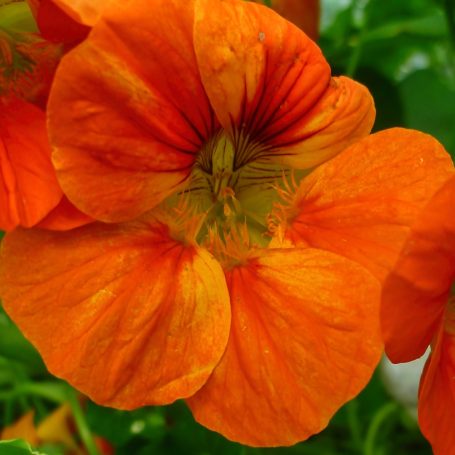 Tropaeolum majus Kapuzinerkresse