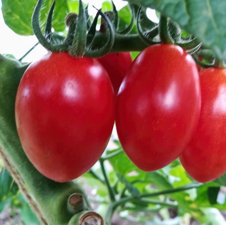 Cocktailtomate Donatella