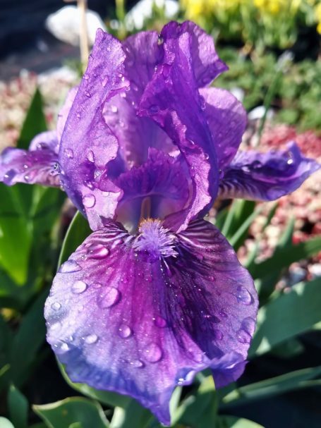 Iris barbata-nana 'Fairy Ballet' Zwerg-Bartiris