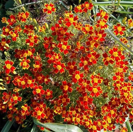 Tagestes tenuifolia 'Orange Gem' Gewürztagestes