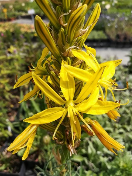 Asphodeline lutea Junkerlilie