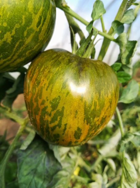 Salattomate Black Zebra