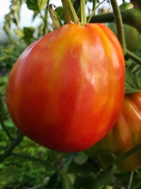 Fleischtomate Reif Red Heart