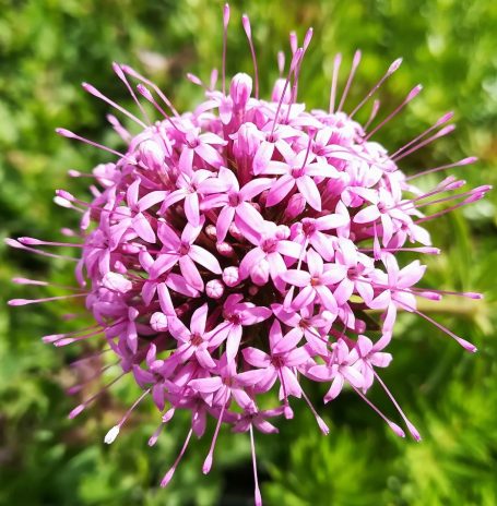 Phuopsis stylosa Rosenwaldmeister