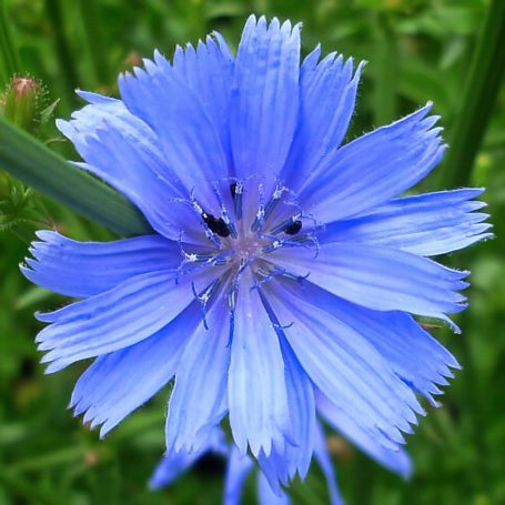 Cichorium intybus Wegwarte