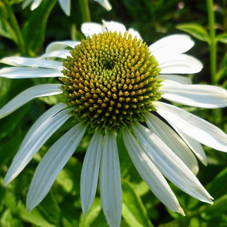 Echinacea purpurea 'Alba' Sonnenhut