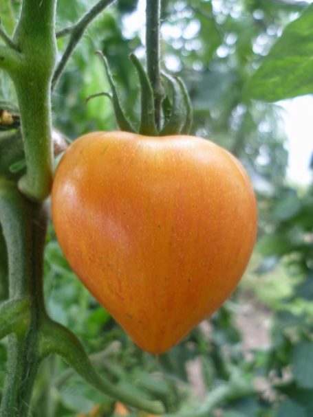 Fleischtomate Georgia Sreak