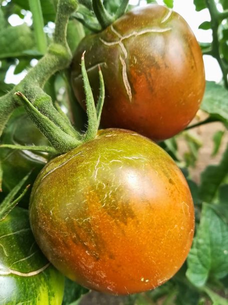 Salattomate De Berao