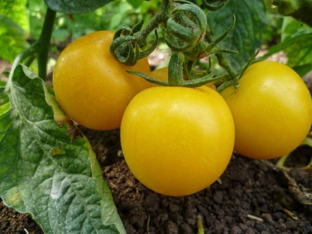 Salattomate Blondköpfchen